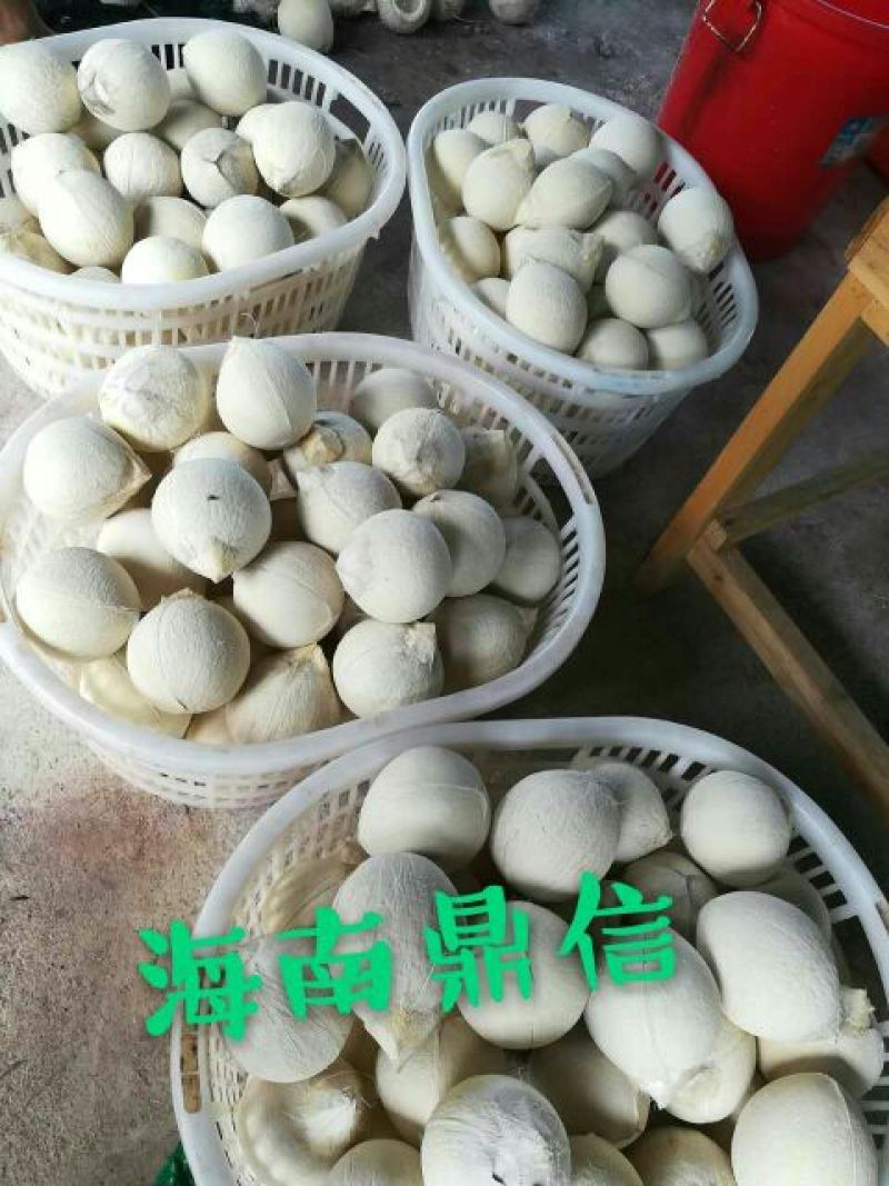 海南椰子1.5~2斤