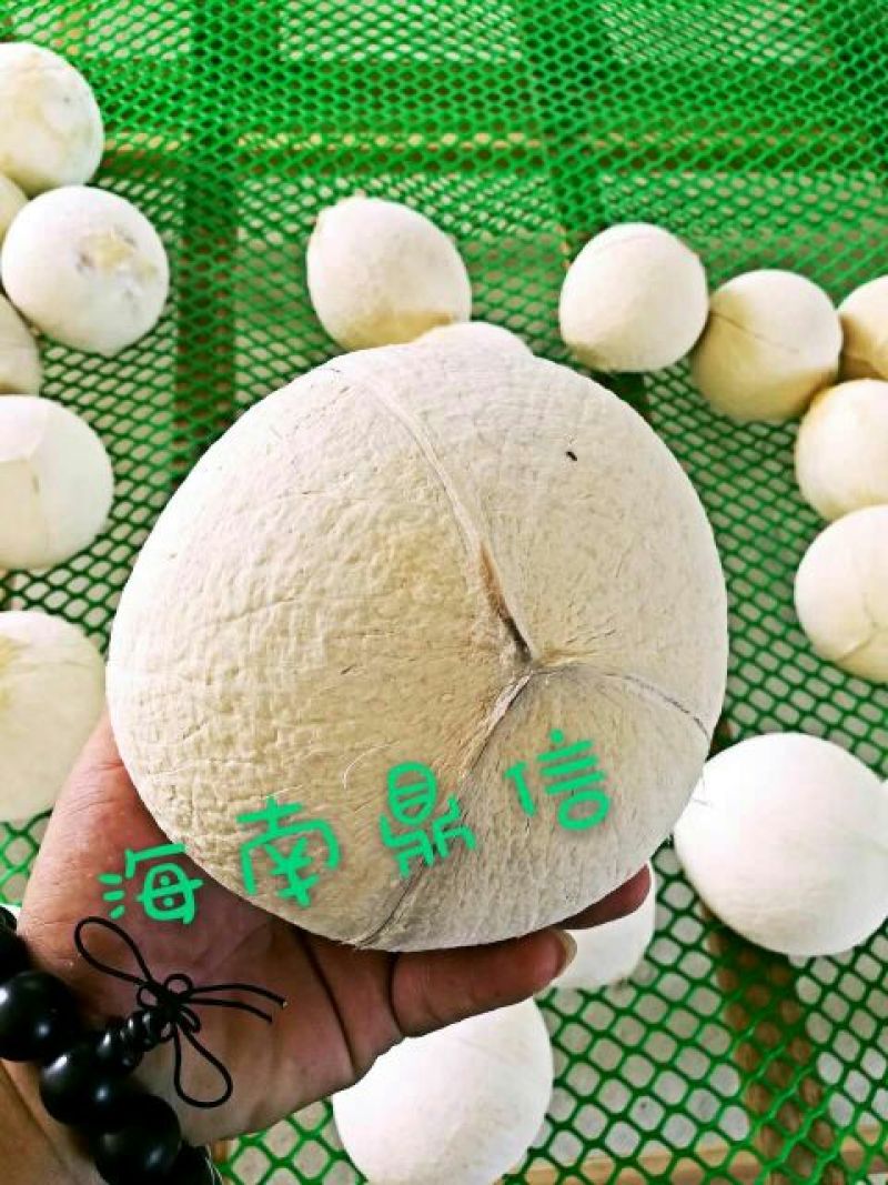 海南椰子1.5~2斤