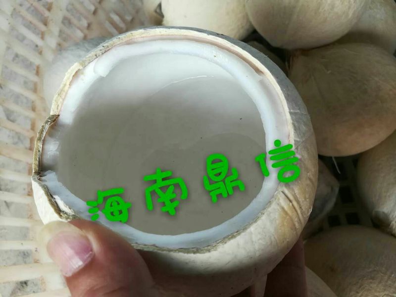 海南椰子1.5~2斤
