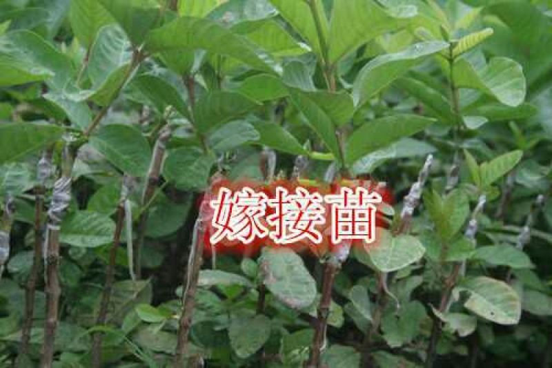 西瓜番石榴苗50~80cm两年嫁接苗种植当年结果脆甜