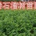西瓜番石榴苗50~80cm两年嫁接苗种植当年结果脆甜