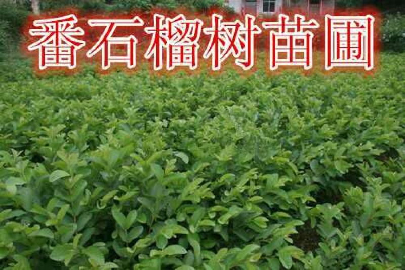 西瓜番石榴苗50~80cm两年嫁接苗种植当年结果脆甜