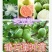 西瓜番石榴苗50~80cm两年嫁接苗种植当年结果脆甜