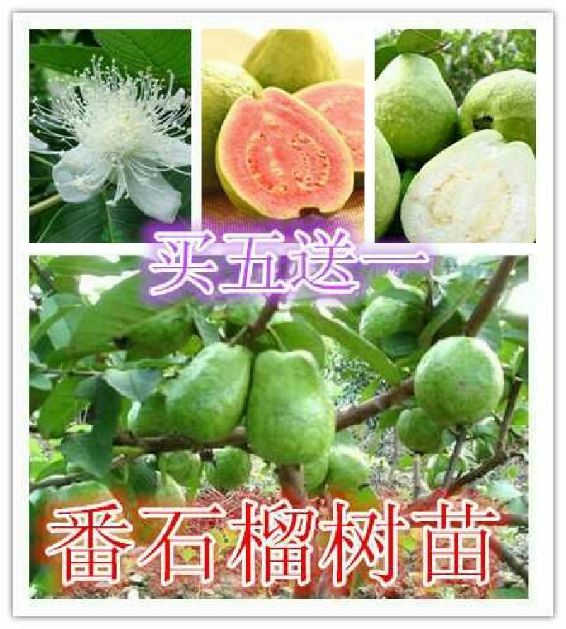 西瓜番石榴苗50~80cm两年嫁接苗种植当年结果脆甜