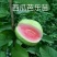 西瓜番石榴苗50~80cm两年嫁接苗种植当年结果脆甜