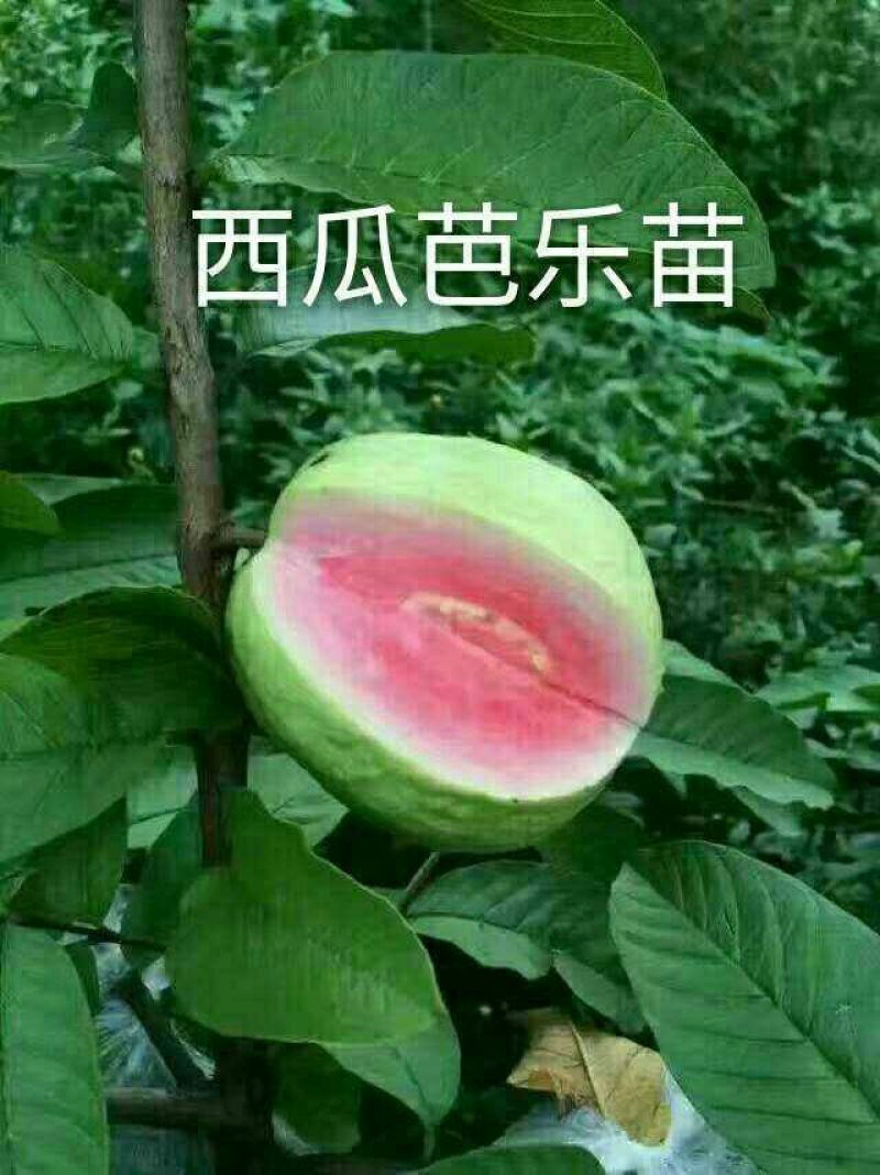 西瓜番石榴苗50~80cm两年嫁接苗种植当年结果脆甜