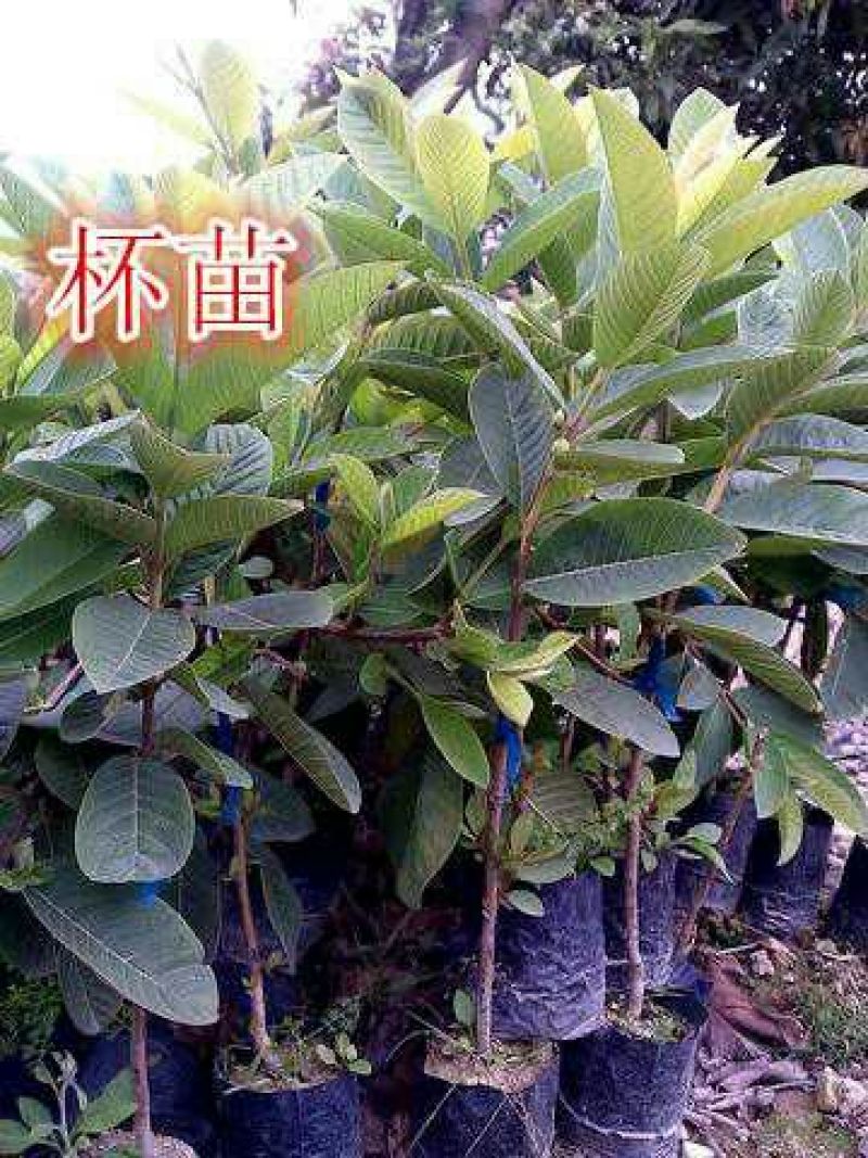 西瓜番石榴苗50~80cm两年嫁接苗种植当年结果脆甜