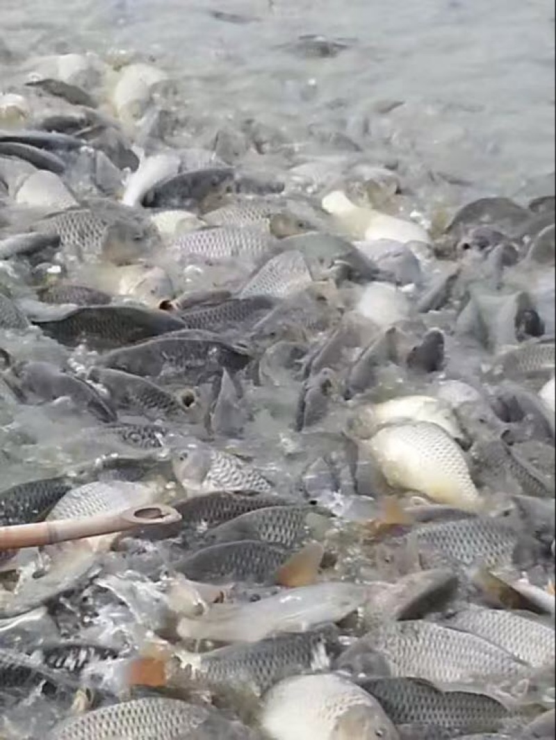 鲤鱼