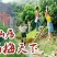 仙居杨梅1~1.5cm