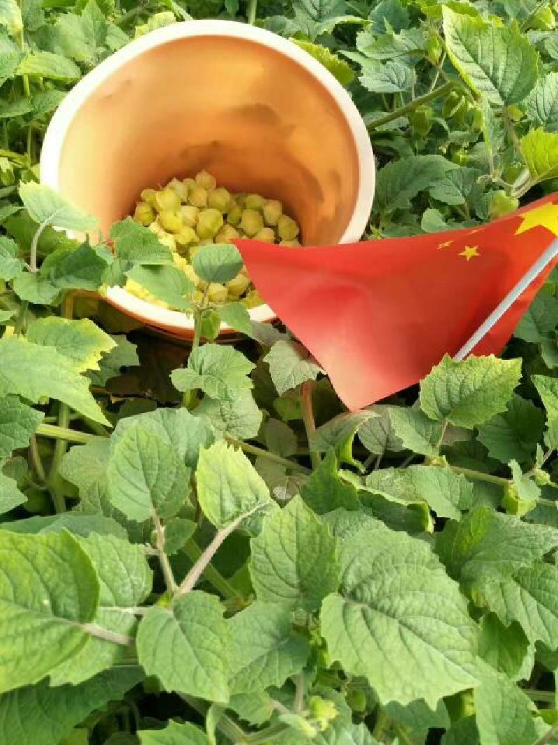 东北特产黄菇娘，菇茑灯笼果，七月未上市，可以代收代发，