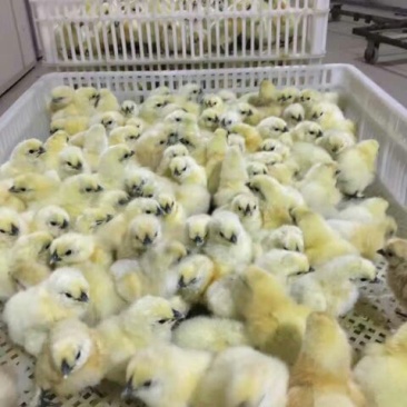 乌鸡苗出壳苗35~45克通货