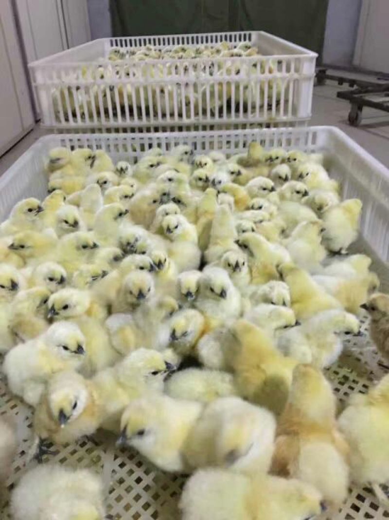 乌鸡苗出壳苗35~45克通货