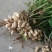 花生鲜货带壳