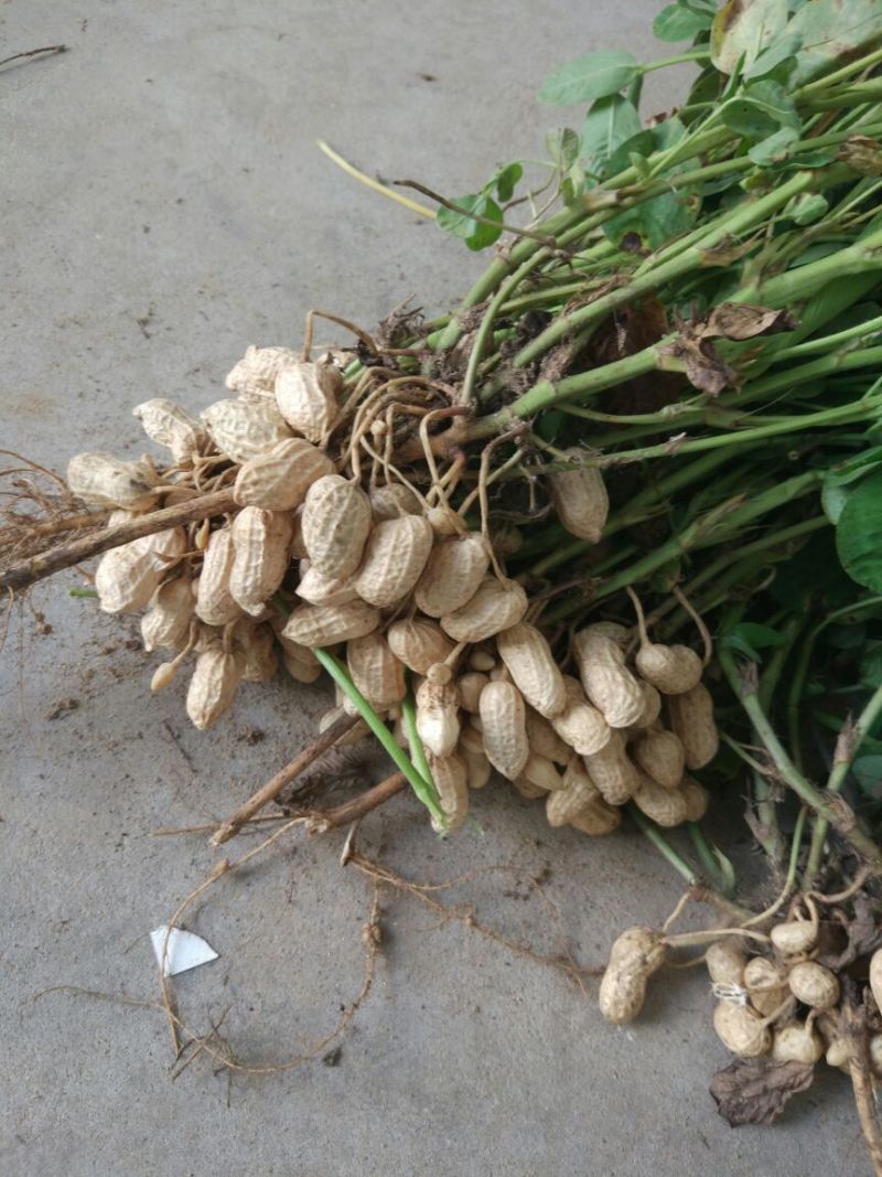 花生鲜货带壳