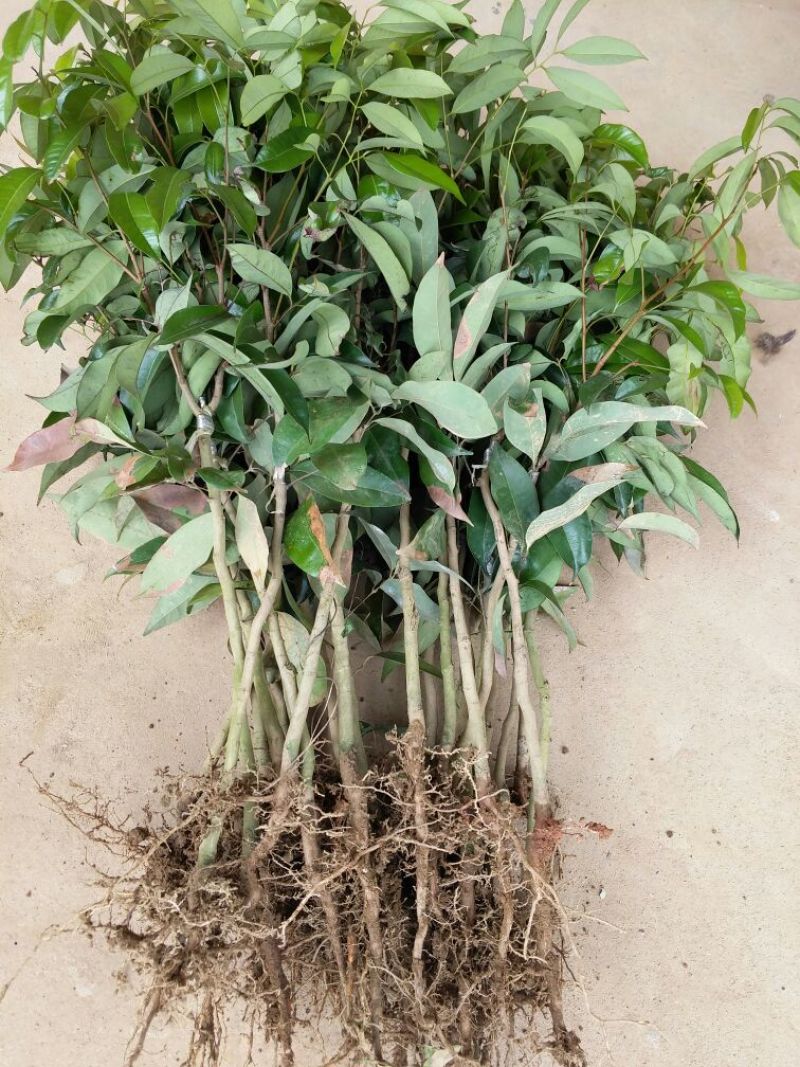 无核荔枝苗50~80cm