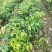 无核荔枝苗50~80cm