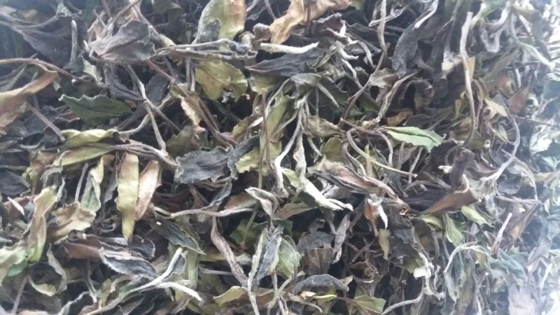 福鼎白茶二级