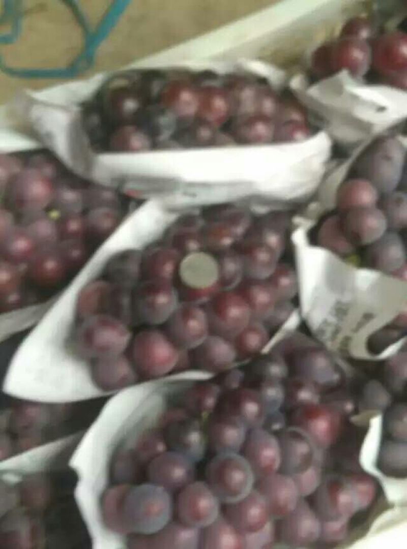 优质葡萄口感香甜大粒乒乓球藤稔葡萄夏黑葡萄红无核早熟葡