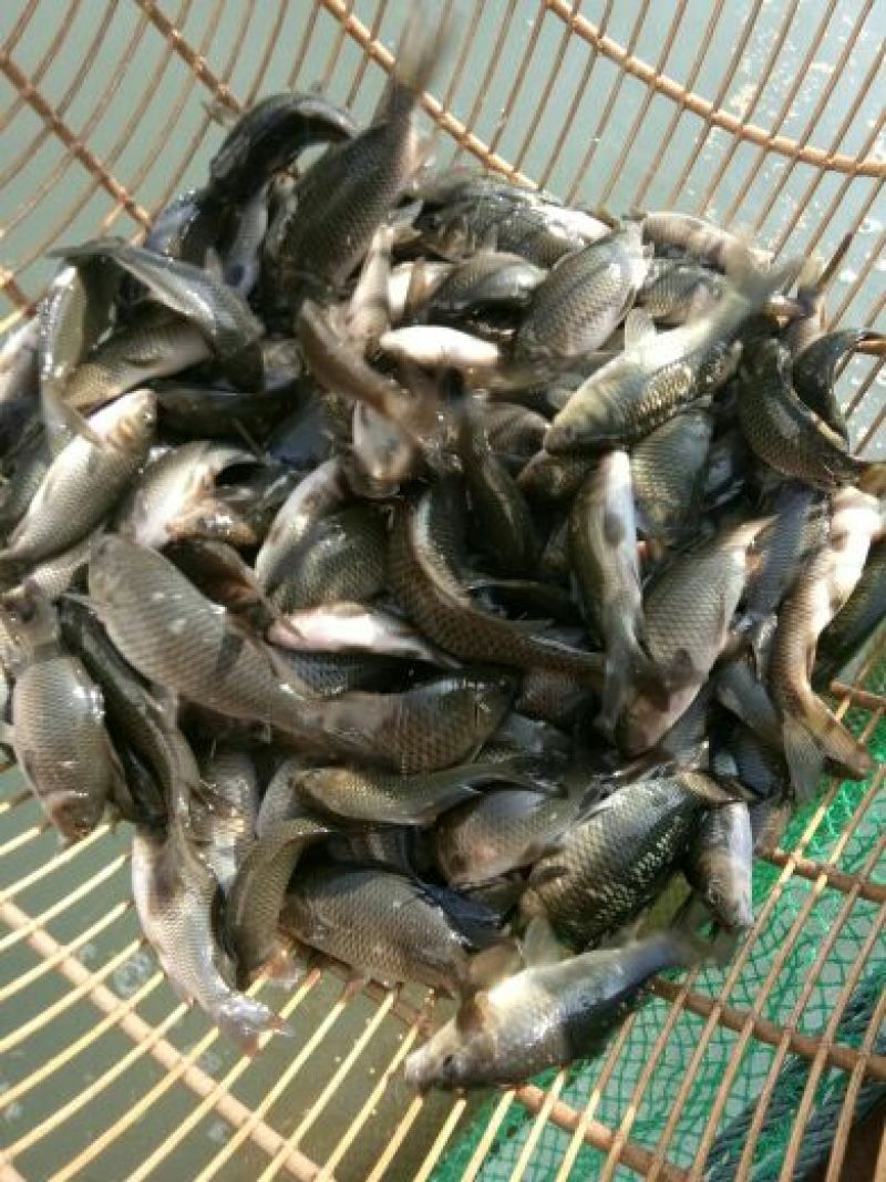 荷包鲤食用0.5公斤以下