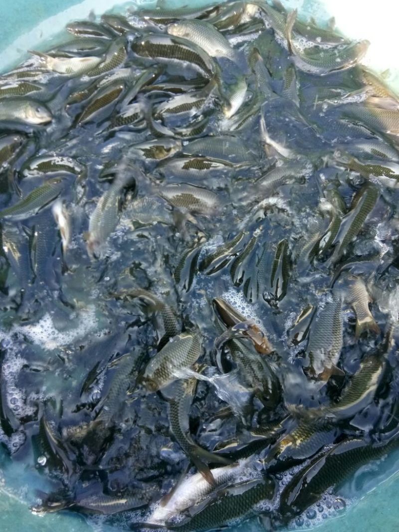 荷包鲤食用0.5公斤以下