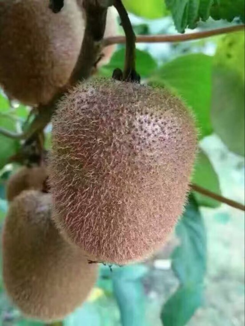 徐香猕猴桃