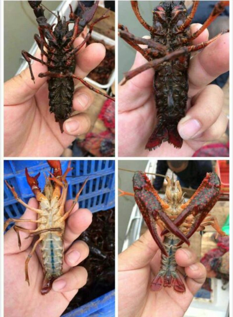 福建鲜活清水小龙虾包邮潜江，盱眙小龙虾批发
