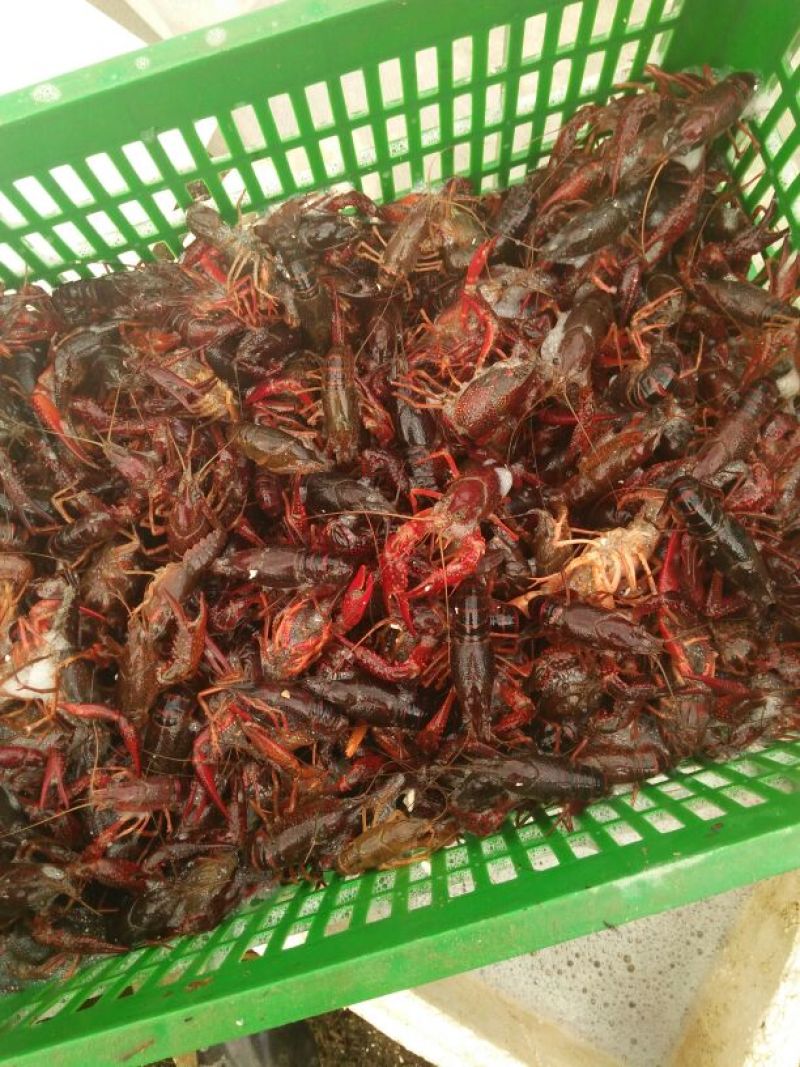 福建鲜活清水小龙虾包邮潜江，盱眙小龙虾批发
