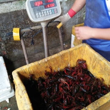 福建鲜活清水小龙虾包邮潜江,盱眙小龙虾批发