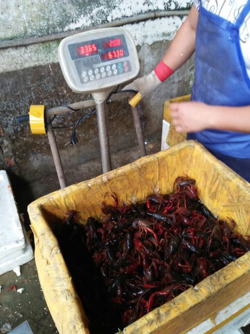福建鲜活清水小龙虾包邮潜江，盱眙小龙虾批发