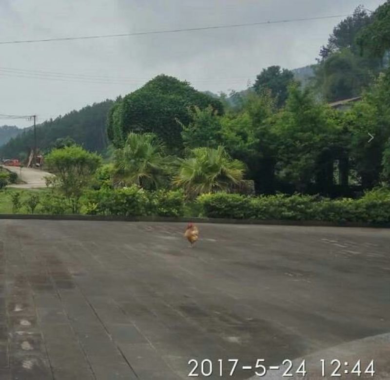 香肠