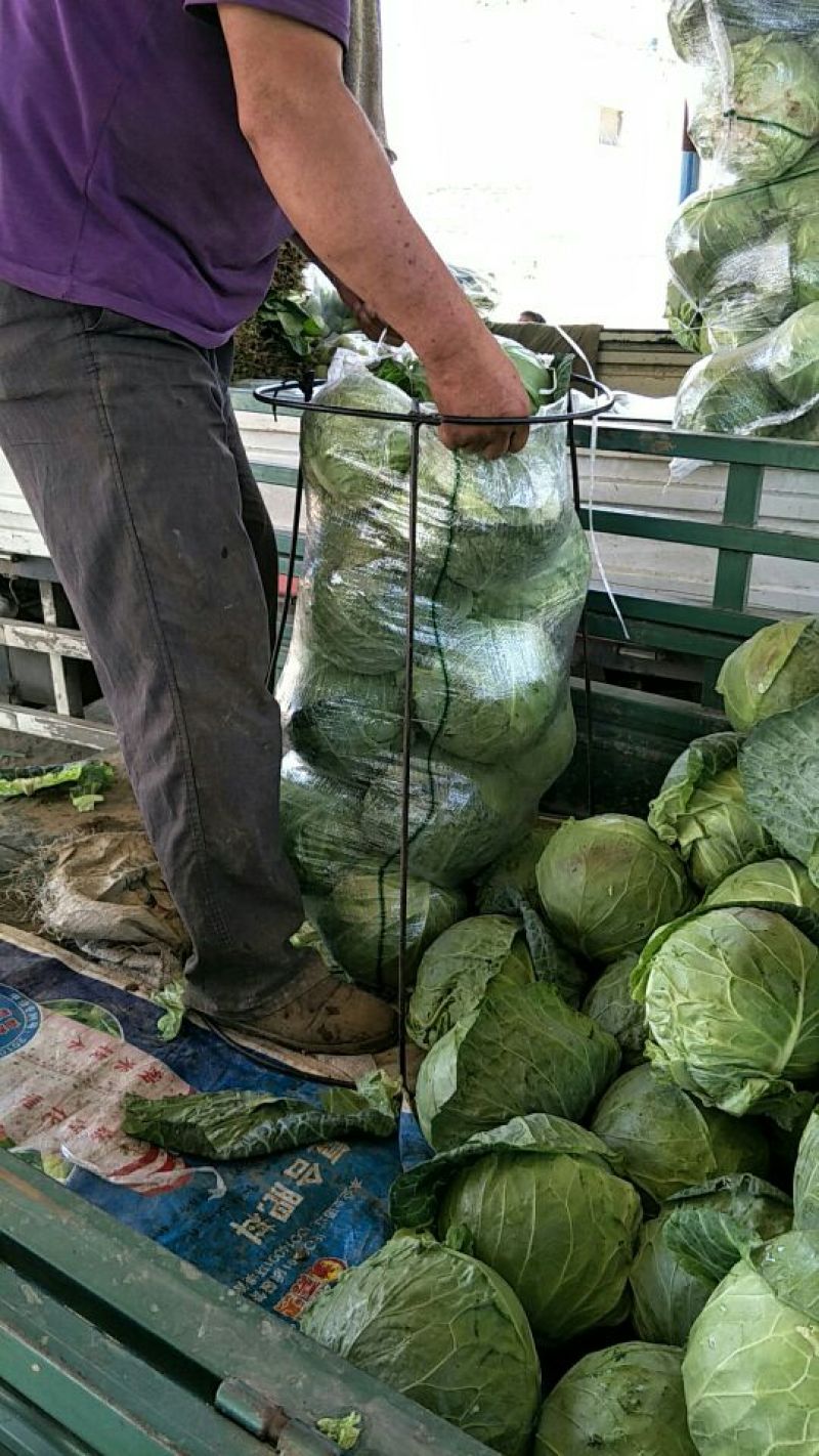 精品圆包菜甘蓝1-1.5公斤一手货源产地直发可视频看货