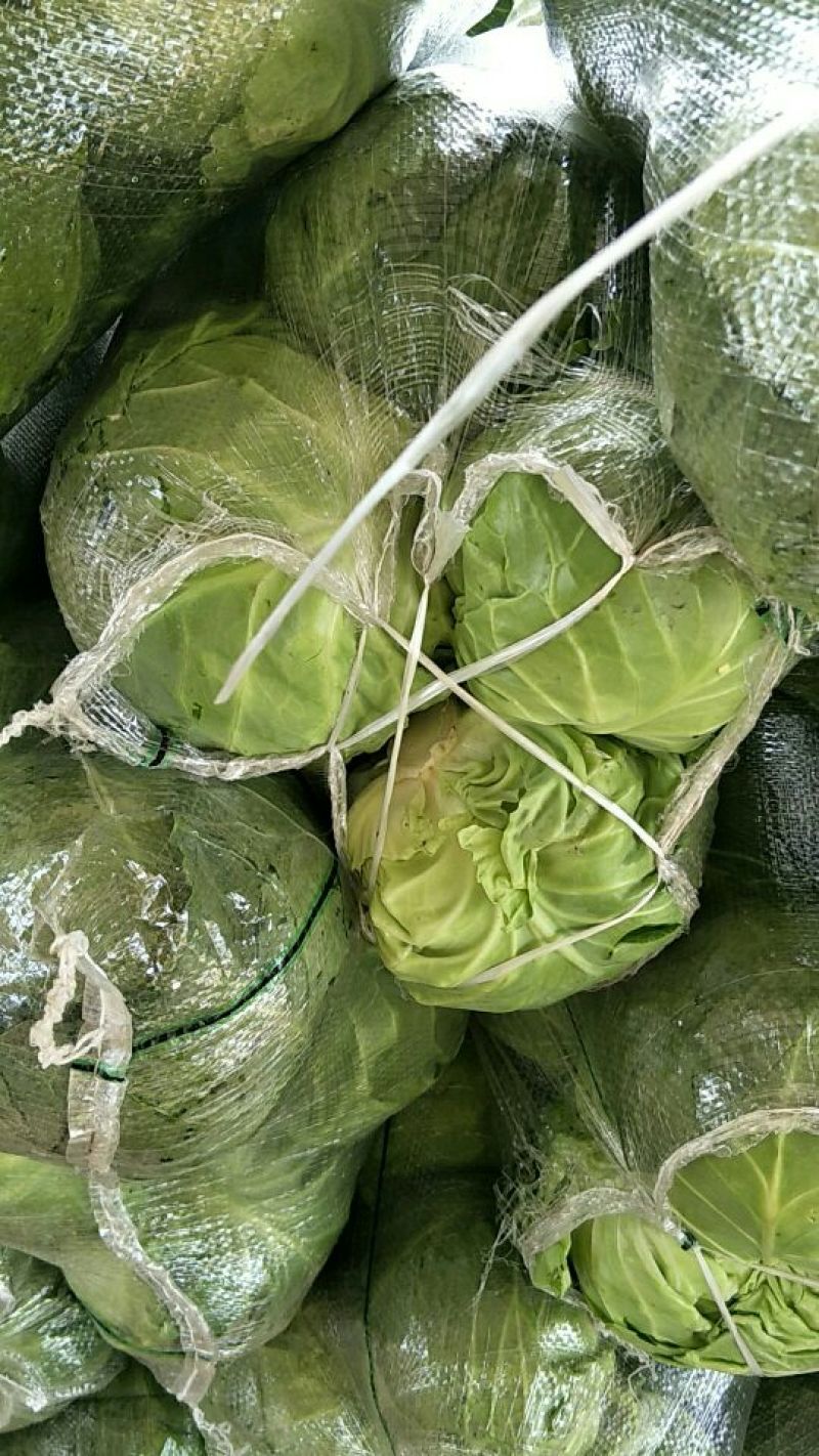 精品圆包菜甘蓝1-1.5公斤一手货源产地直发可视频看货
