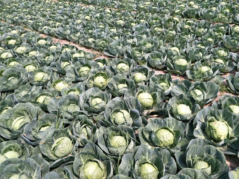精品圆包菜甘蓝1-1.5公斤一手货源产地直发可视频看货