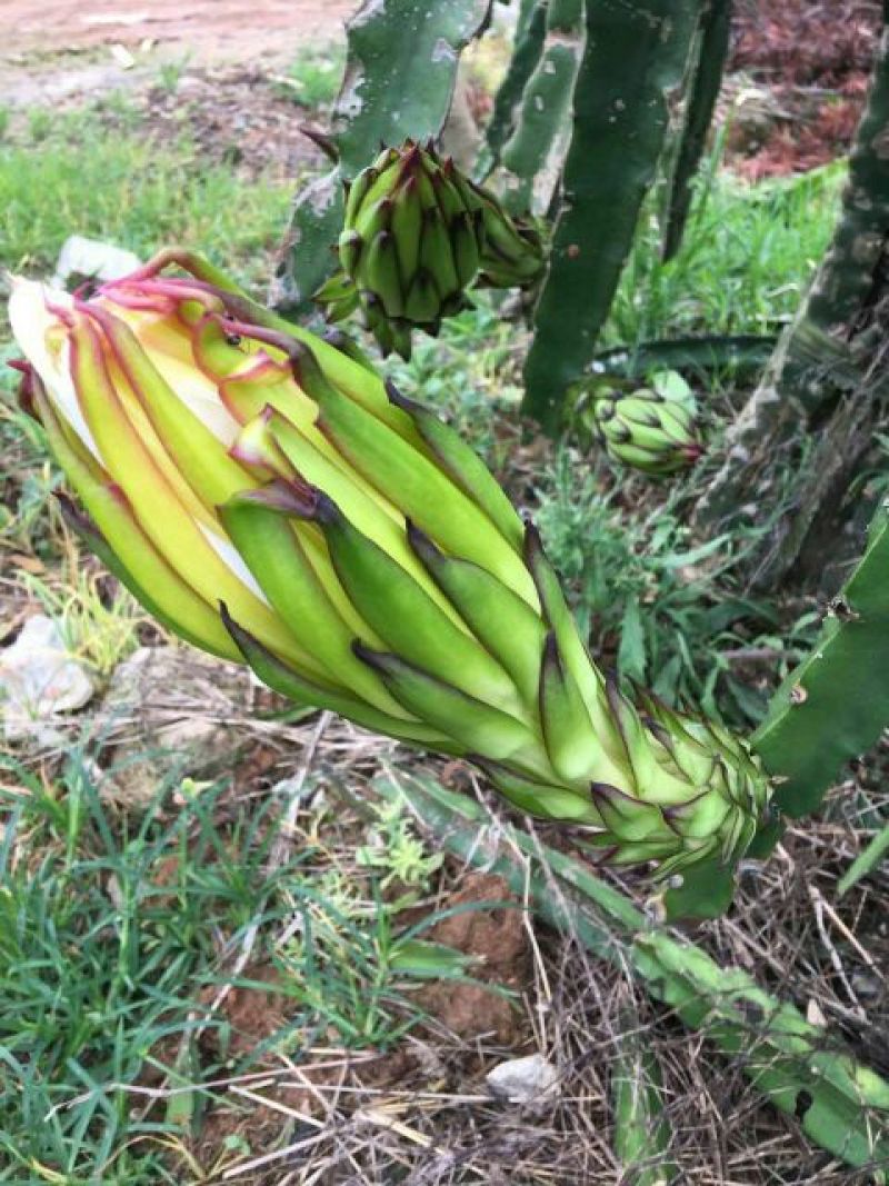 红心火龙果特大（1斤以上）