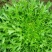 苦苣菜12~15厘米