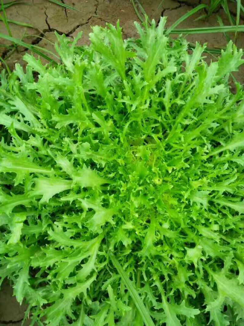 苦苣菜12~15厘米