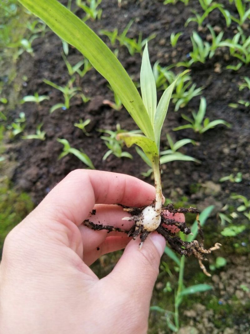 优质三叉白芨种苗8-12