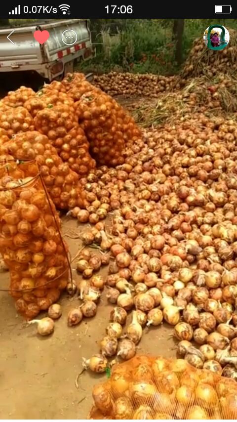 丰县徐州市南京黄皮鲈鱼4~8厘米_宋菊菊v鲈鱼_一江苏那里有海洋葱卖图片