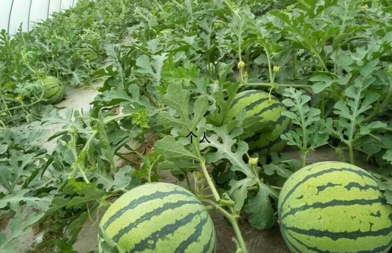 美都西瓜底部颜色对比图