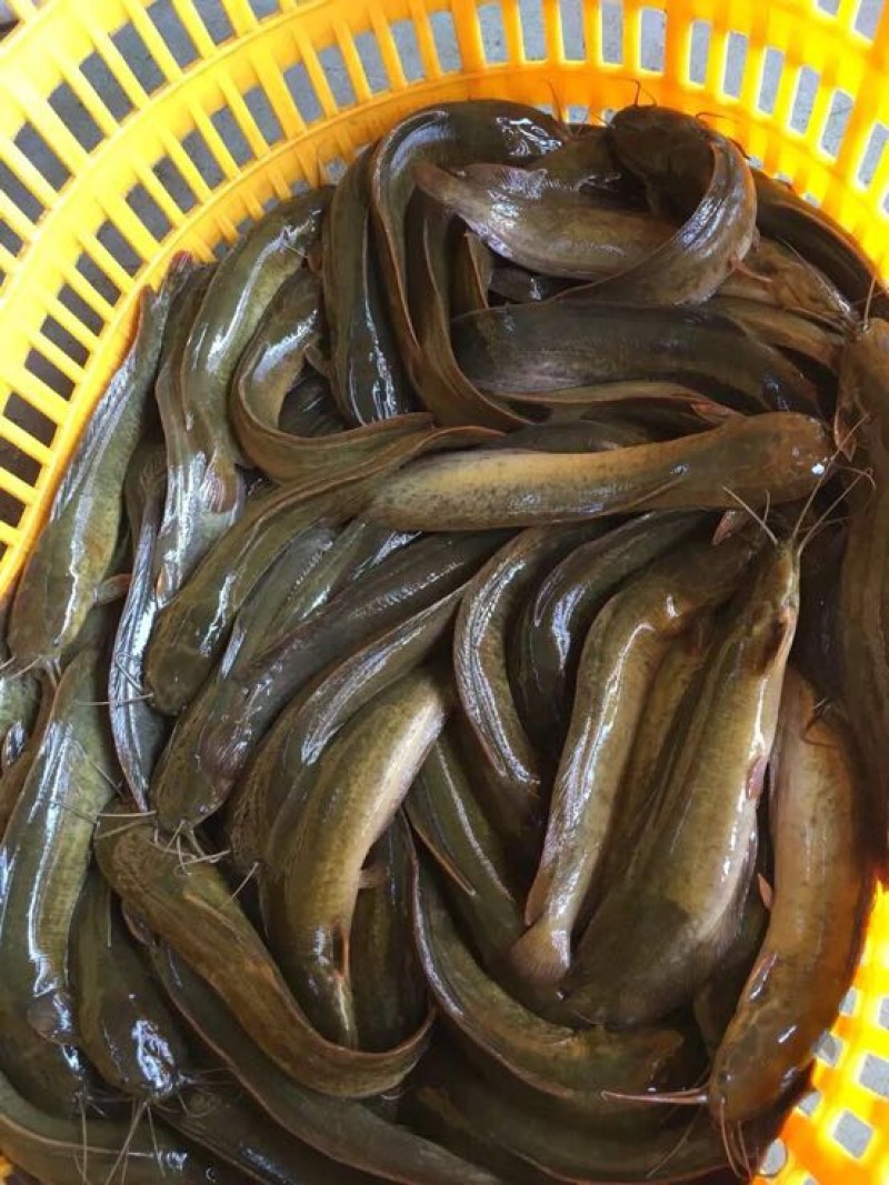 胡子鲶