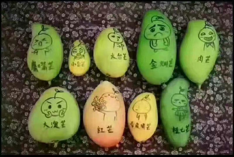 台农芒4两以上