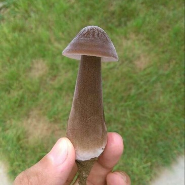 基地直供黑皮鸡枞鲜货菌棒菌包LSJ7890种植栽培