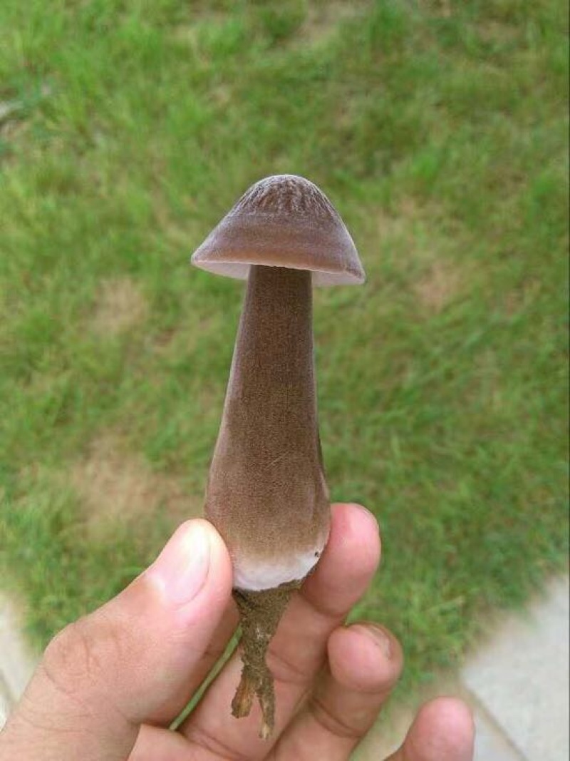 基地直供黑皮鸡枞鲜货菌棒菌包LSJ7890种植栽培