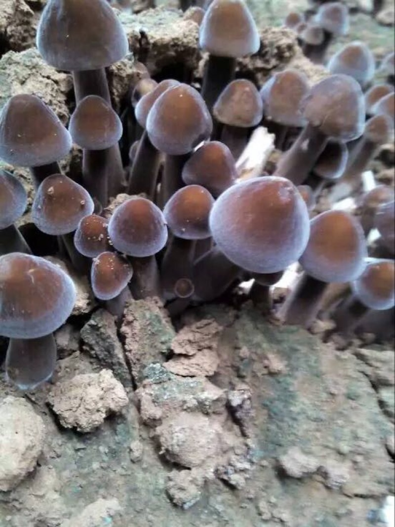 基地直供黑皮鸡枞鲜货菌棒菌包LSJ7890种植栽培