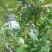 蓝丰蓝莓鲜果4~6mm以上