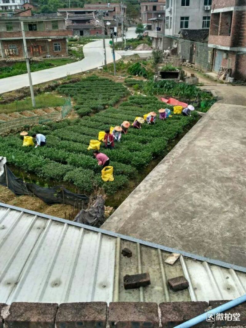 清香铁观音新茶上市了，自产自销，价格实惠