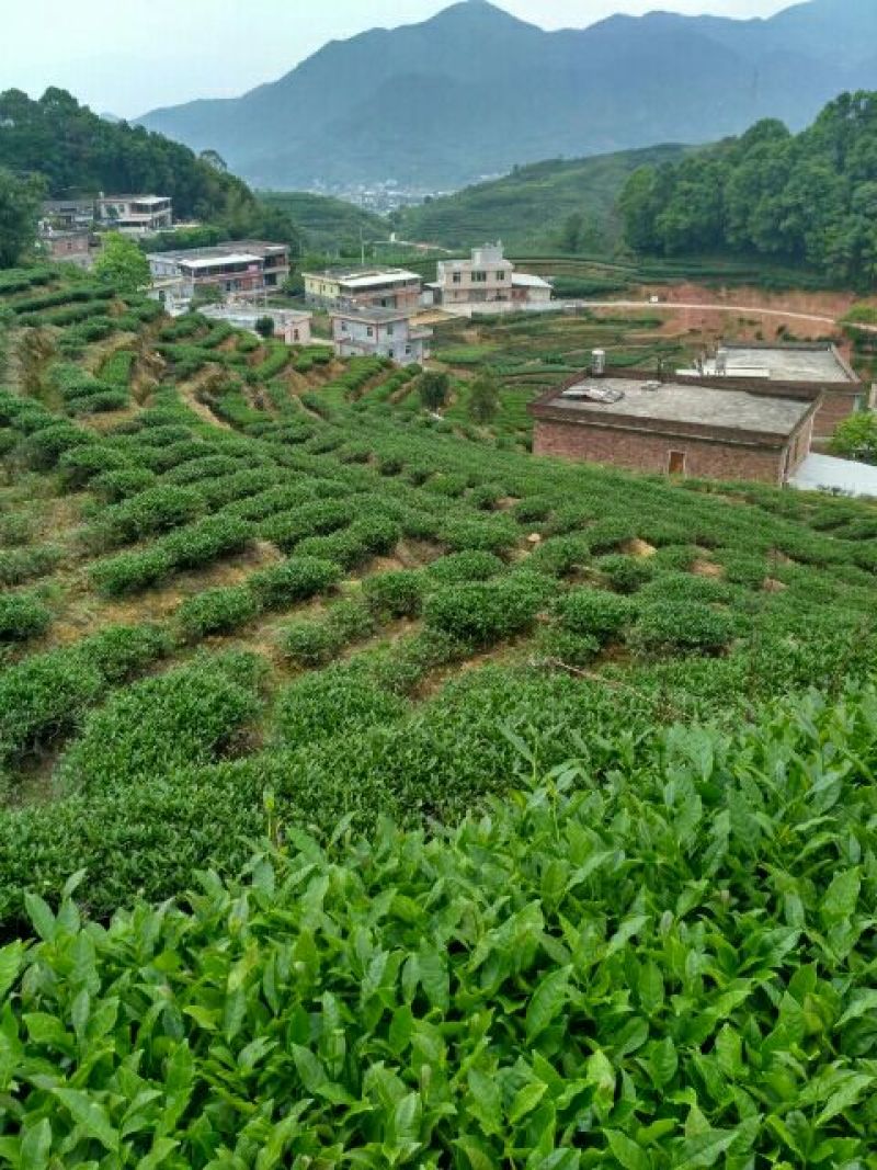 清香铁观音新茶上市了，自产自销，价格实惠