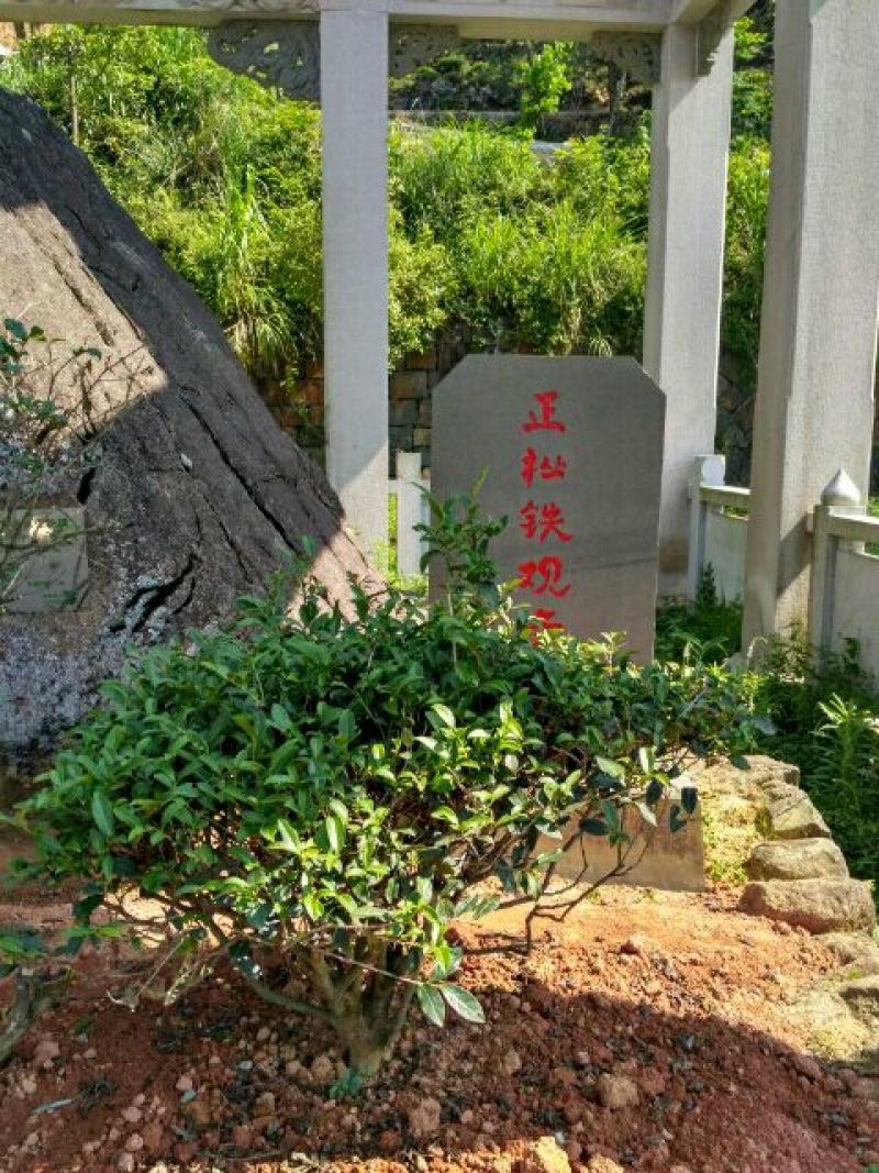 清香铁观音新茶上市了，自产自销，价格实惠