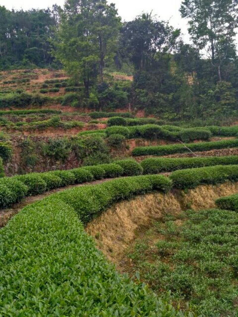 清香铁观音新茶上市了，自产自销，价格实惠