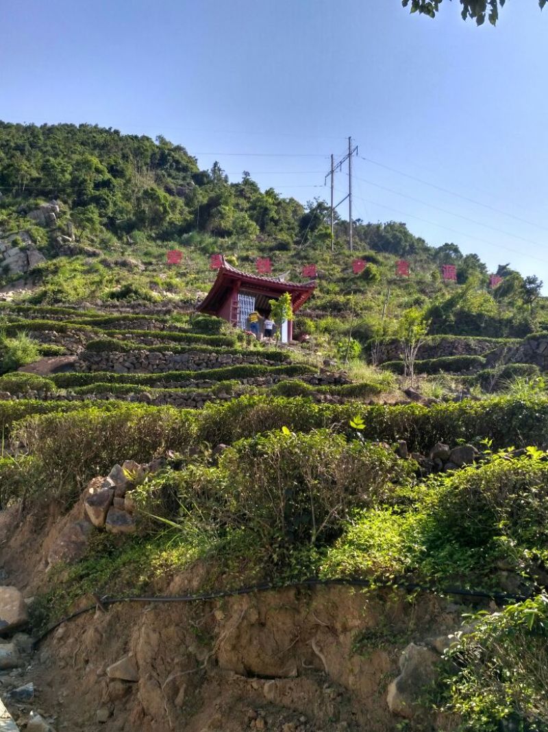 清香铁观音新茶上市了，自产自销，价格实惠